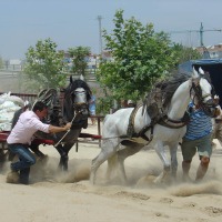 Foto de Massanassa