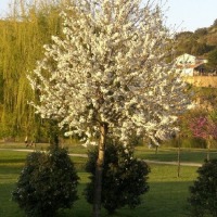 Foto de Mirandela