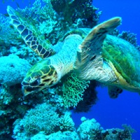 Foto de Mar Rojo