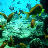 Foto de Mar Rojo