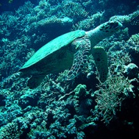 Foto de Mar Rojo