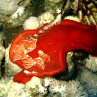 Foto de Mar Rojo