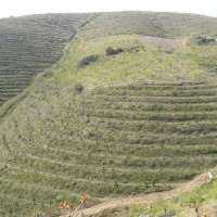 Foto de Vila Nova de Foz Côa