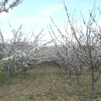 Foto de Vila Flor (Portugal)