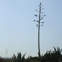 Foto de Cabo de Gata