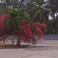 Foto de Boca Chica