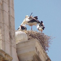 Foto de Alcalá de Henares