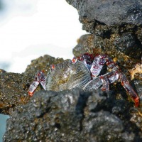Foto de Barlovento - La Palma