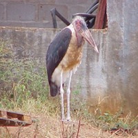 Foto de Swazilandia