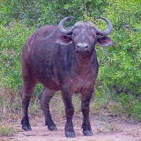 Foto de Swazilandia