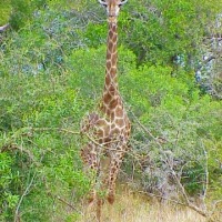 Foto de Swazilandia