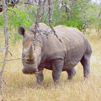 Foto de Swazilandia