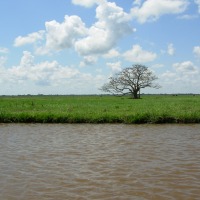 Foto de Apure