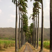 Foto de Aragua