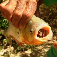 Foto de Cojedes
