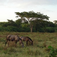 Foto de Aragua de Barcelona - Anzoategui