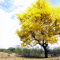 Foto de Curarigua (Estado Lara)