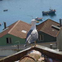 Foto de A Guarda