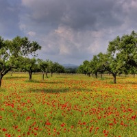 Foto de Portocristo