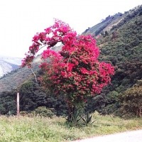 Foto de Armenia Mantequilla, Antioquia