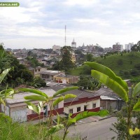 Foto de Calarcá