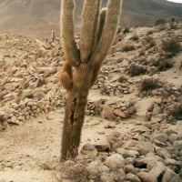 Foto de Valles Calchaquíes - Salta