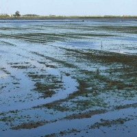 Foto de Alfafar
