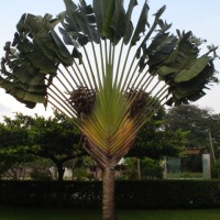 Foto de Los Naranjos