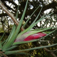 Foto de Benavídez (Buenos Aires)