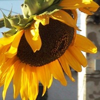 Foto de La Jámula
