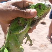 Foto de Maceio