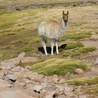 Foto de San Pedro de Atacama