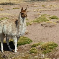 Foto de San Pedro de Atacama