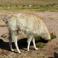Foto de San Pedro de Atacama