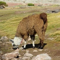 Foto de San Pedro de Atacama