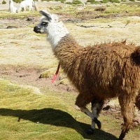 Foto de San Pedro de Atacama
