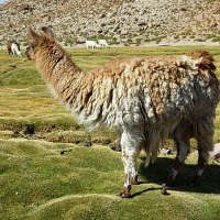 Foto de San Pedro de Atacama