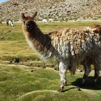Foto de San Pedro de Atacama