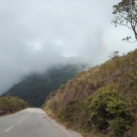 Foto de Arbol Redondo
