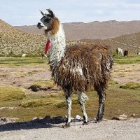 Foto de San Pedro de Atacama