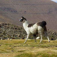 Foto de San Pedro de Atacama