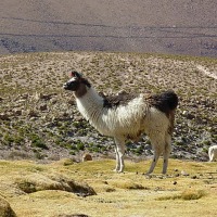 Foto de San Pedro de Atacama