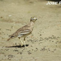 Foto de Jerez de la Frontera