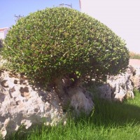 Foto de Alaior - Menorca