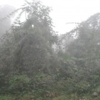 Foto de Queniquea