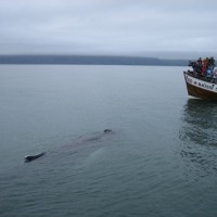 Foto de Húsavík