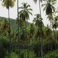 Foto de Isla San Vicente
