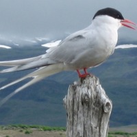 Foto de Öndverdarnes