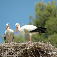 Foto de Alcalá de los Gazules