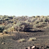Foto de Cañadas del Teide